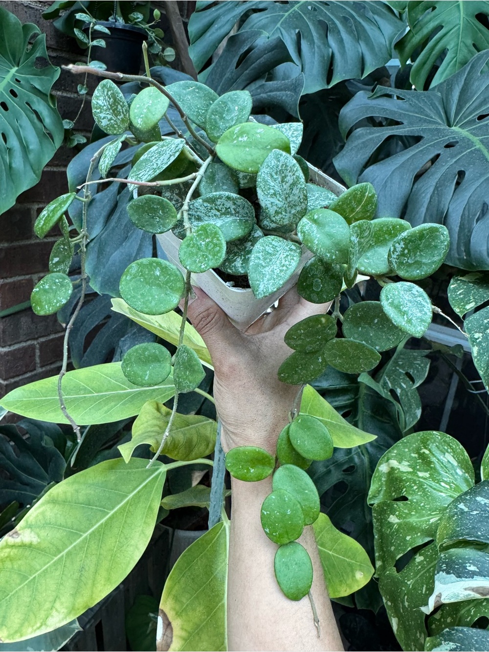 Hoya Mathilde Splash in 3 inch pot